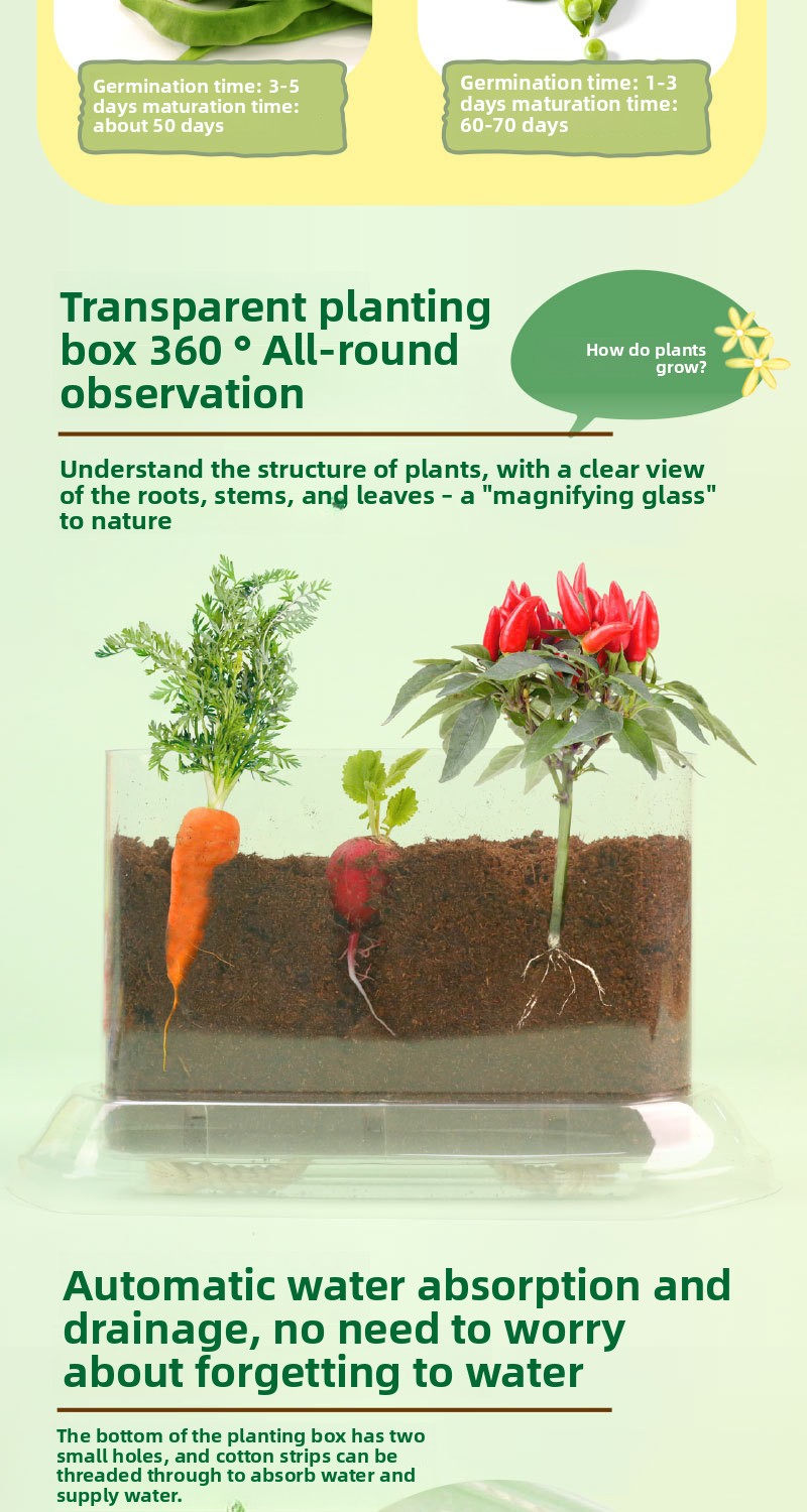 Plant Root Growth Observation Kit for Kids – Clear Planter – image 4