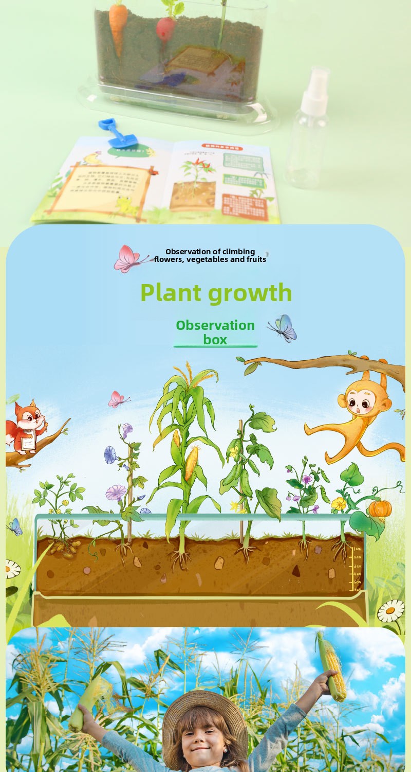Plant Root Growth Observation Kit for Kids – Clear Planter – image 7