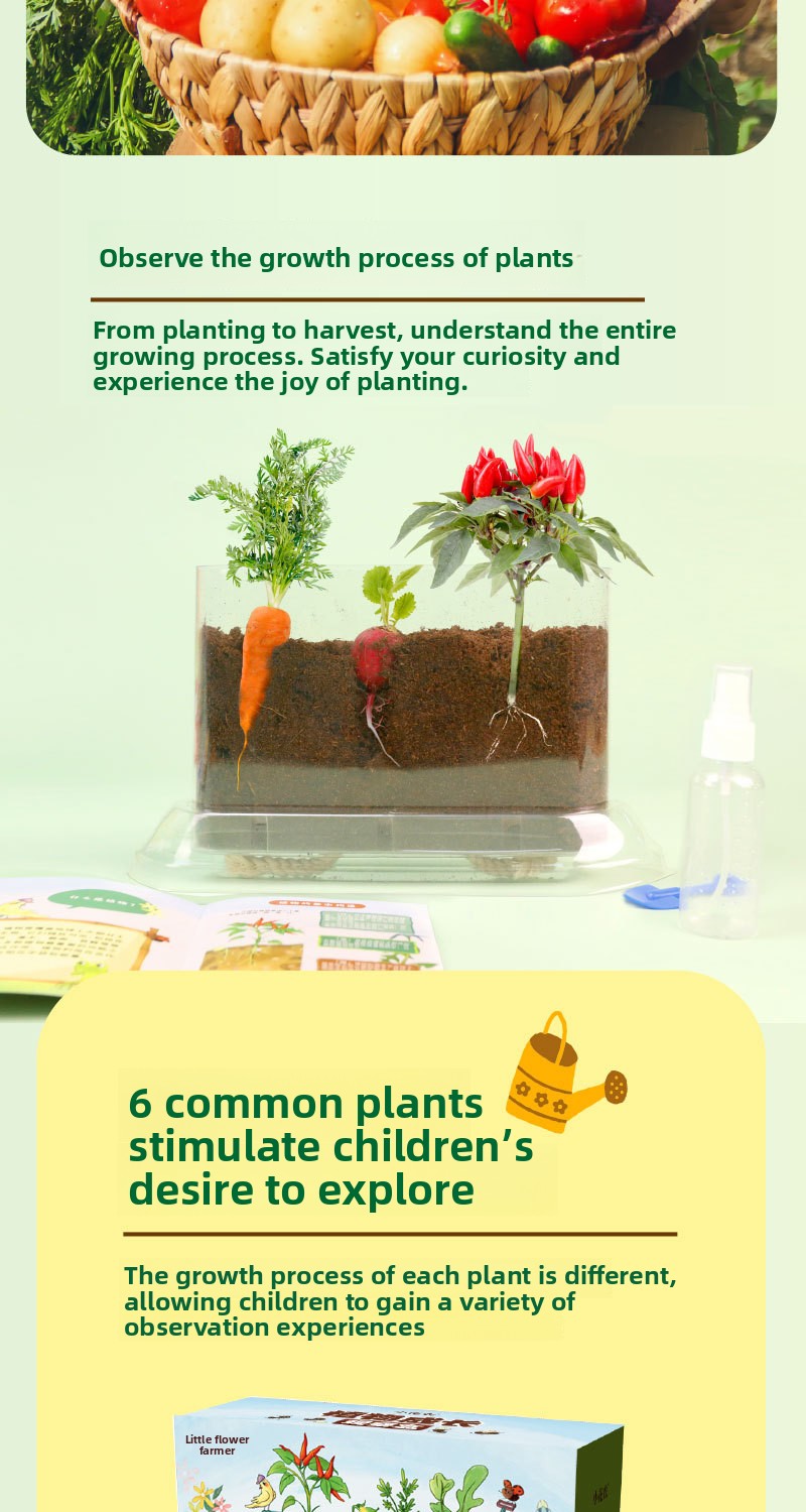 Plant Root Growth Observation Kit for Kids – Clear Planter – image 2