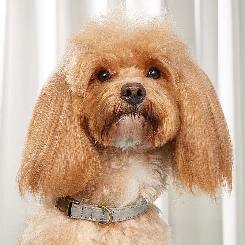 Dog Collar Leather - Buy Now