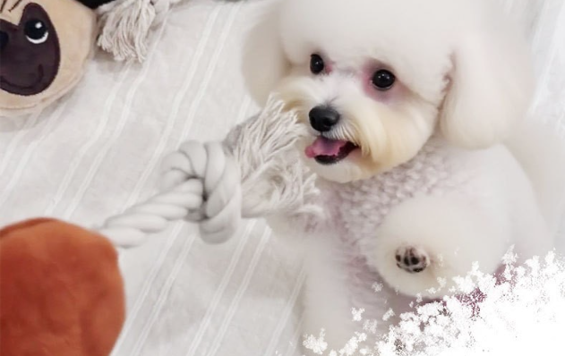 How to wash plush squeaker dog toy care instructions