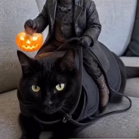 Halloween Cat with Pumpkin Rider Ornament - product details