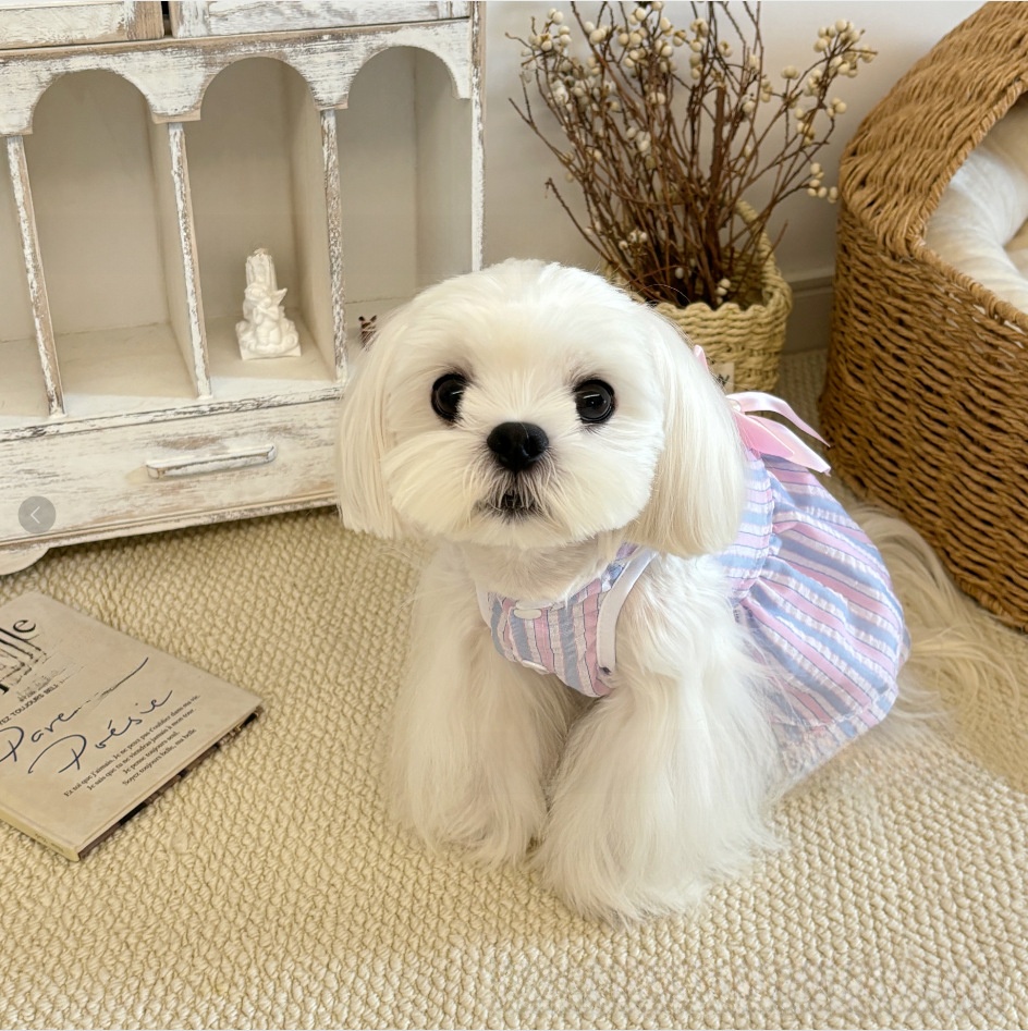 Vestido para gatos con cuadros y rayas: imagen adicional