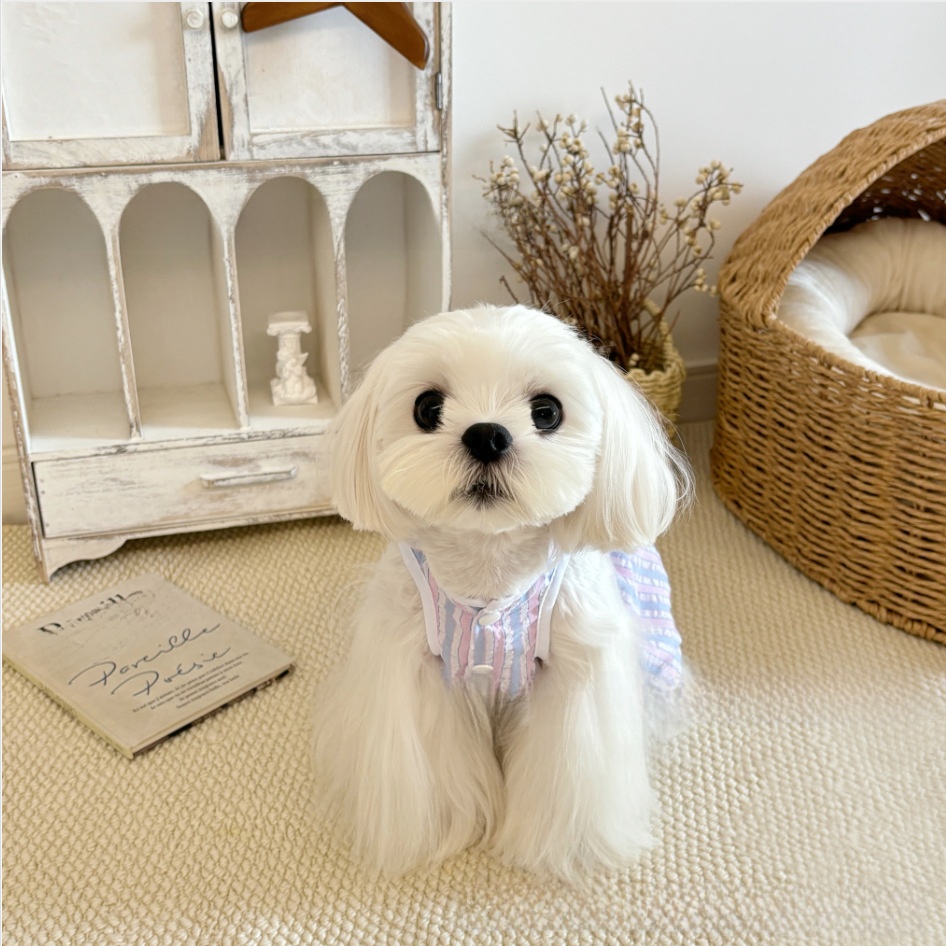 Vestido para gatos con cuadros y rayas: imagen adicional
