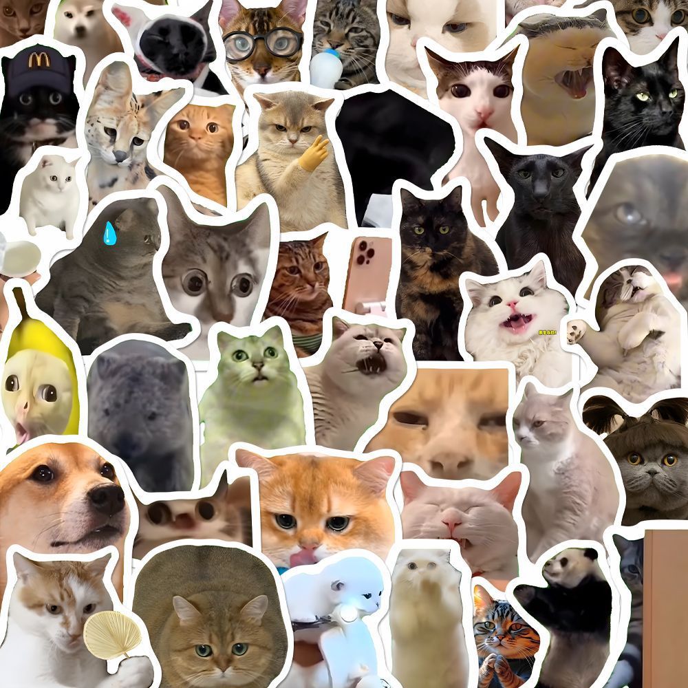 Pegatinas de gatos y memes con caja opcional | GATOKOOL