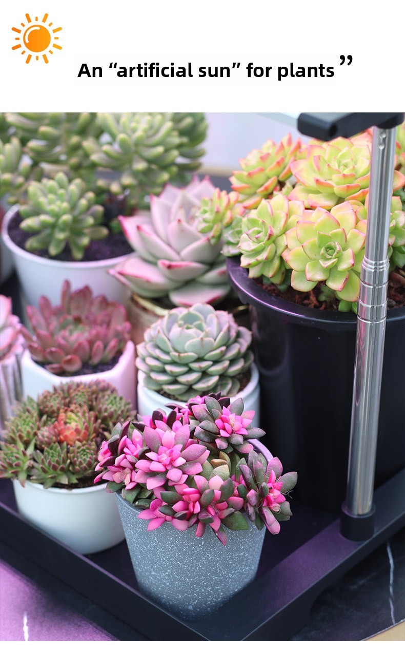 LED Specialized Greenhouse for Succulent Plants and Flowers for Indoor Use