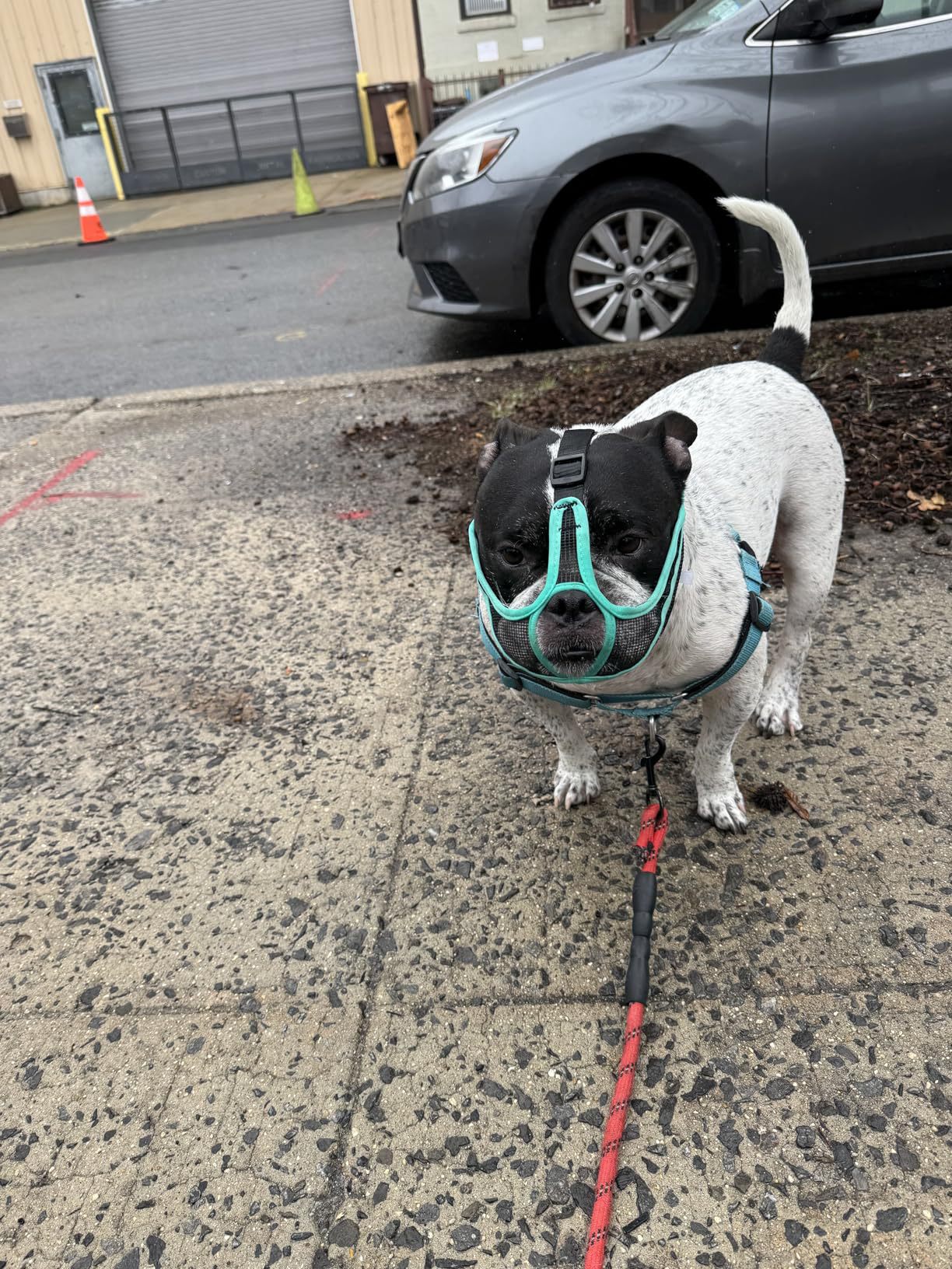 Breathable Dog Muzzle for French Bulldog Pug Anti Biting Pet Mask