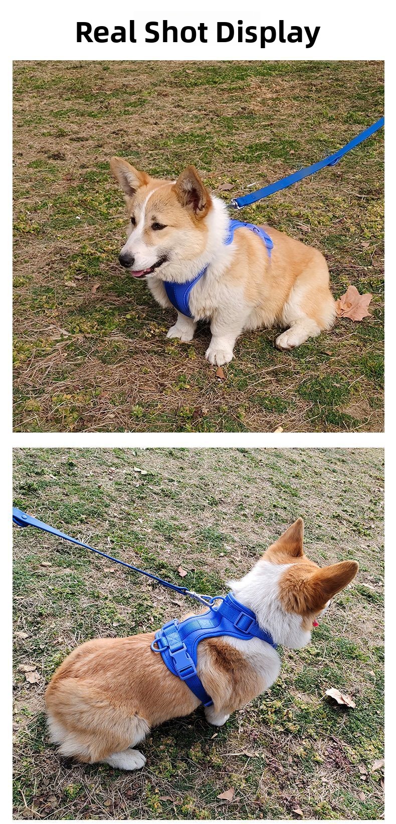 Pet Leash